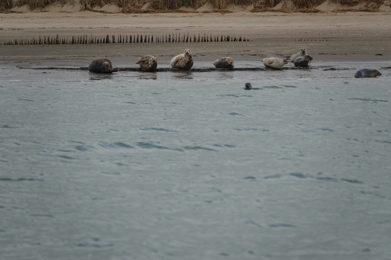 Westerschelde tour