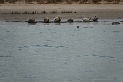 Westerschelde tour